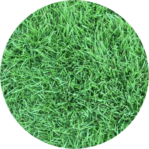 Zoysia Sod for Sale SuperSod